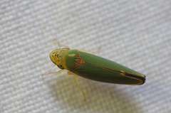 Graphogonalia evagorata