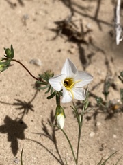 Leptosiphon chrysanthus decorus