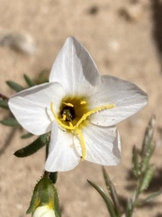 Leptosiphon chrysanthus decorus