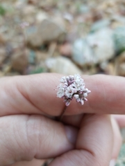 Eriogonum kennedyi austromontanum