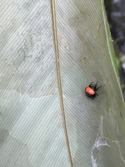 Isoxya penizoides
