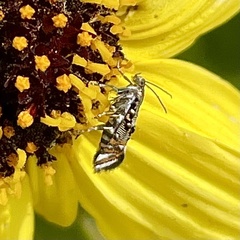 Lithariapteryx jubarella