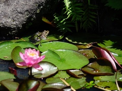 Pelophylax nigromaculatus