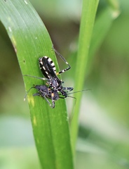 Sphedanolestes impressicollis