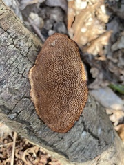 Daedaleopsis confragosa
