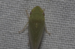 Xerophloea peltata