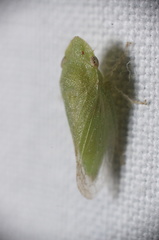 Xerophloea peltata