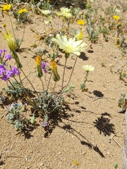 Anisocoma acaulis
