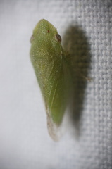 Xerophloea peltata