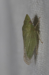 Xerophloea peltata