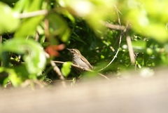 Thryomanes bewickii