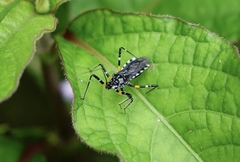 Sphedanolestes impressicollis