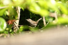 Thryomanes bewickii