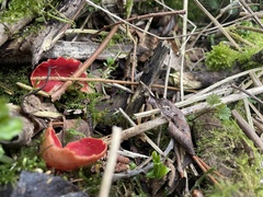 Sarcoscypha