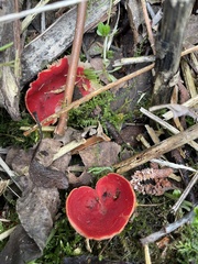 Sarcoscypha