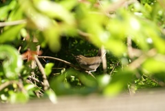 Thryomanes bewickii