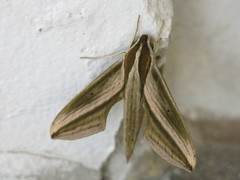 Xylophanes isaon