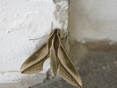 Xylophanes isaon