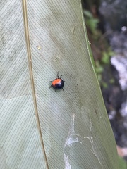 Isoxya penizoides
