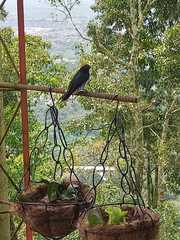 Melanerpes formicivorus