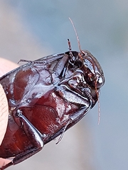 Meladema