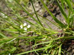 Plagiobothrys stipitatus