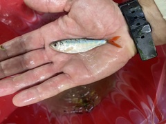 Opsaridium ubangiense
