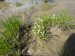 Plagiobothrys stipitatus