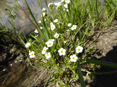 Plagiobothrys stipitatus