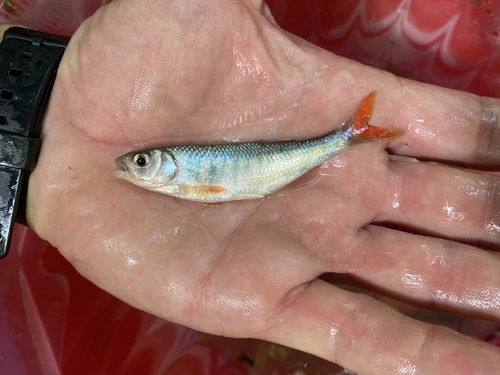 Ubangi minnow (Opsaridium ubangiense) — Cyprinidae — 2