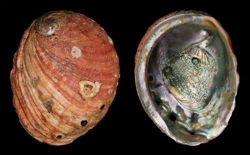 Red Abalone