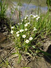 Plagiobothrys stipitatus