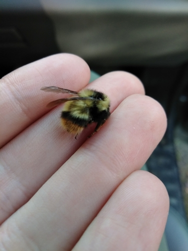 Frigid bumble bee photo 5