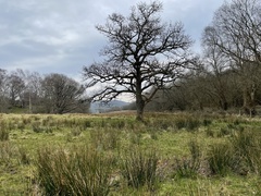 Quercus robur