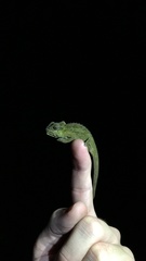 Bradypodion ngomeense