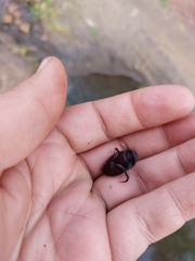 Meladema