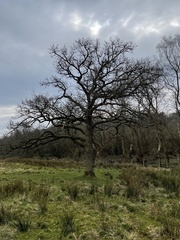 Quercus robur