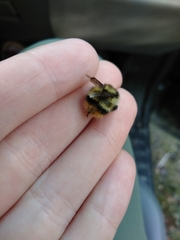 Bombus frigidus