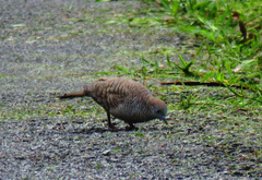 Geopelia striata