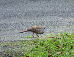 Geopelia striata