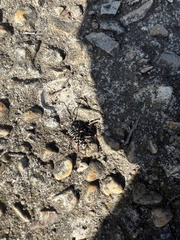 Placosternus difficilis