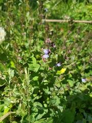 Scutellaria parvula australis