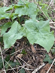 Arum maculatum