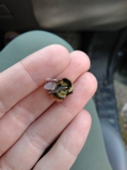 Bombus frigidus