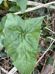 Arum maculatum