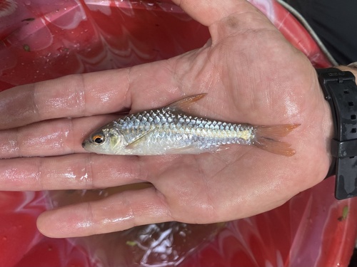 Martorell's barb (Enteromius martorelli) — Cyprinidae — 5