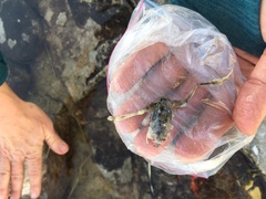 Lithobates chiricahuensis