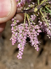 Tamarix hohenackeri