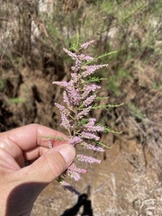 Tamarix hohenackeri