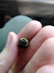Bombus frigidus